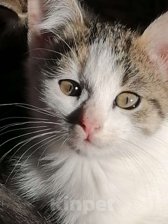 Кошки в Москве: Котенок девочка в добрые руки Девочка, Бесплатно - фото 4