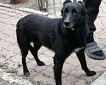 Собаки в Москве: Грустная небольшая  собачка Бритни ищет свою семью Девочка, Бесплатно - фото 2