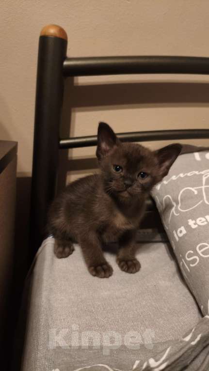 Кошки в Москве: Мальчик бурманской породы  Мальчик, 30 000 руб. - фото 2