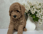 Собаки в Краснодаре: Щенки той-пуделя Мальчик, 40 000 руб. - фото 1