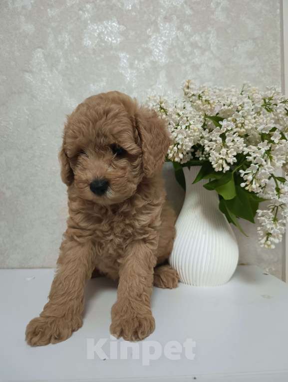 Собаки в Краснодаре: Щенки той-пуделя Мальчик, 40 000 руб. - фото 1