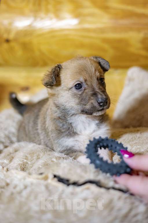 Собаки в других городах Московской области: Малышка Мисси Девочка, Бесплатно - фото 1