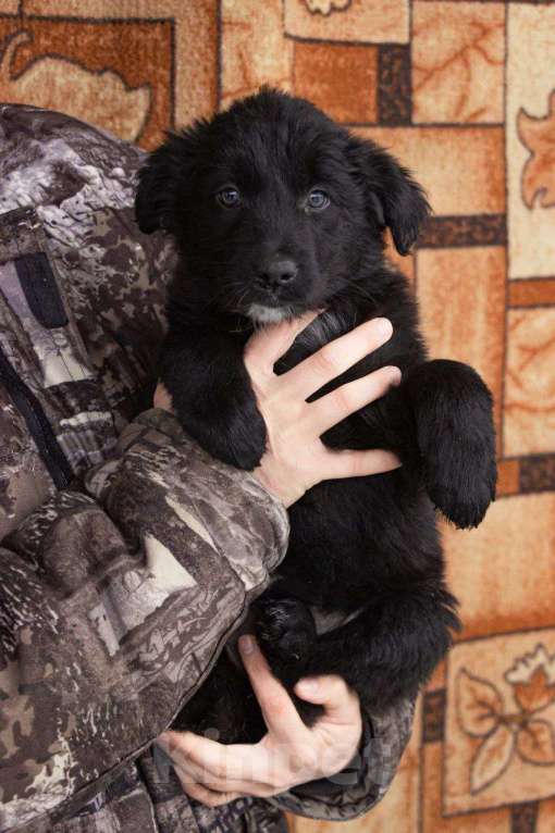 Собаки в Кашире: Альма: маленькое чудо, которое выжило вопреки всему 🐾 Девочка, Бесплатно - фото 2