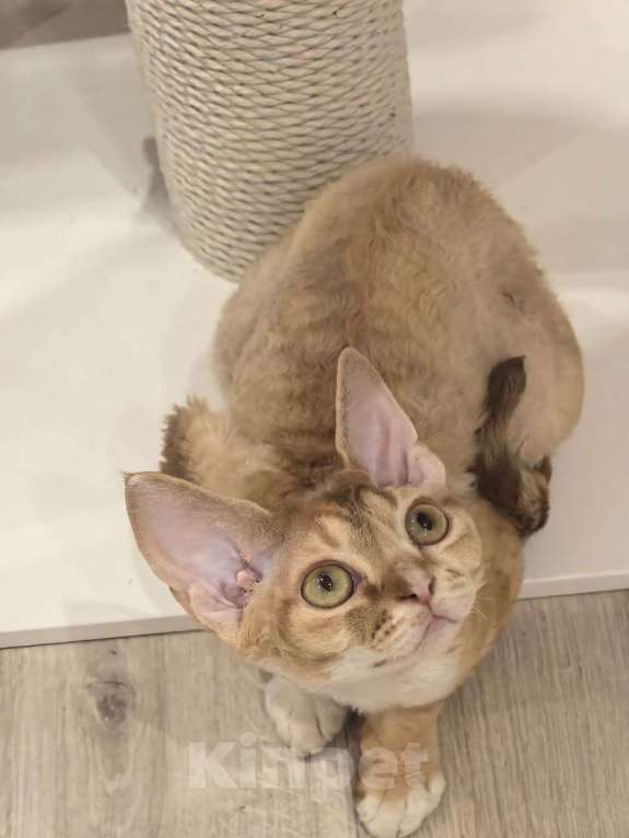 Кошки в Химках: Девон-рекс котенок Девочка, 50 000 руб. - фото 2