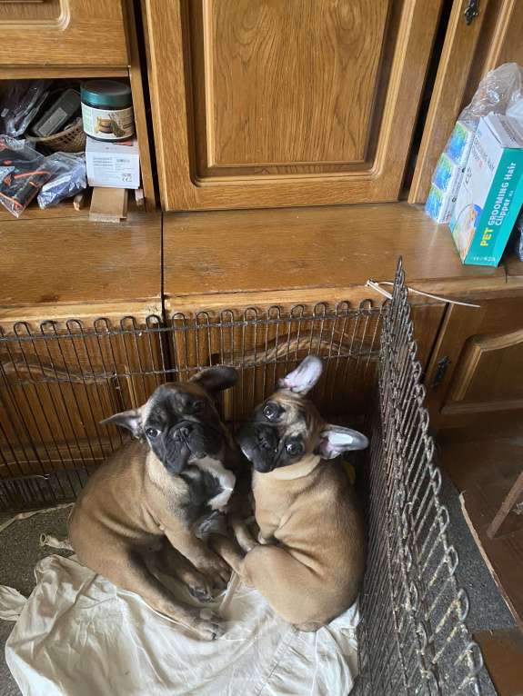 Собаки в Санкт-Петербурге: Очаровательная девочка французского бульдога Девочка, 40 000 руб. - фото 3