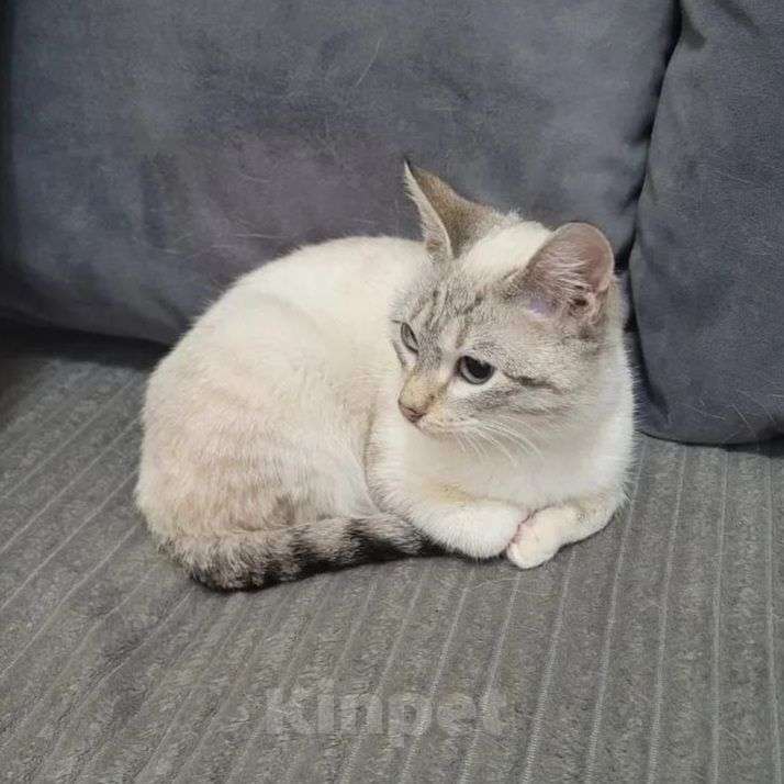 Кошки в Москве: Котенок девочка ищет дом Девочка, Бесплатно - фото 1