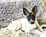Собаки в Химках: Щенок метис Малинуа ищет дом Девочка, Бесплатно - фото 8