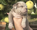 Собаки в Лыткарино: Девочка AMERICAN BULLY 🔥🔥🔥 Девочка, 110 000 руб. - фото 5