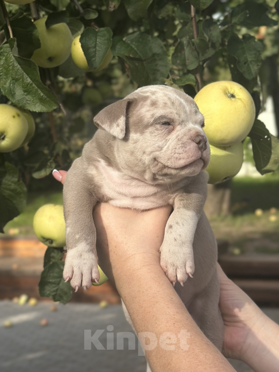 Собаки в Лыткарино: Девочка AMERICAN BULLY 🔥🔥🔥 Девочка, 110 000 руб. - фото 5