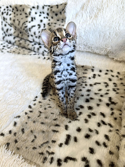 Азиатский леопардовый кот