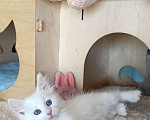 Кошки в Новосибирске: ♂️Quirin Мальчик, 40 000 руб. - фото 1