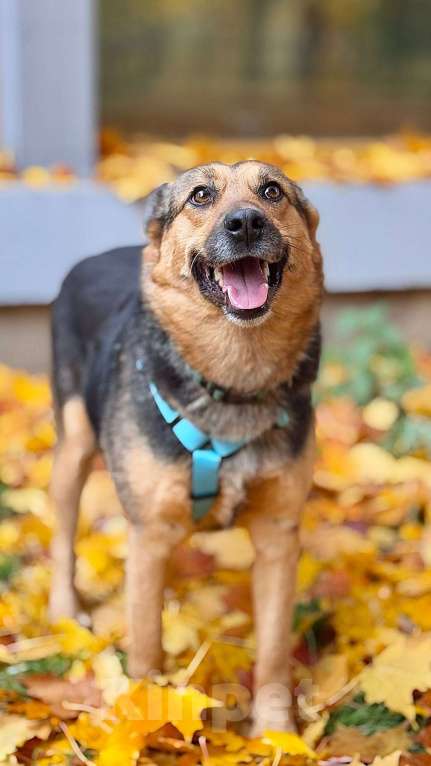 Собаки в Москве: Шуня -маленькое чудо с большим сердцем: ищет дом! Девочка, Бесплатно - фото 5