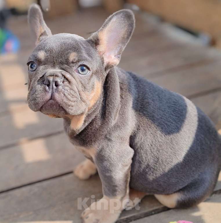 Собаки в Санкт-Петербурге: Шикарная лиловая  девочка Девочка, 60 000 руб. - фото 6