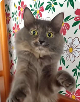 Сани