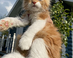 Кошки в Домодедово: Котята мейнкун , 50 000 руб. - фото 6