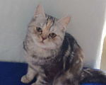 Кошки в Ливны: Британские котята, 4 000 руб. - фото 3