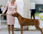 Собаки в Ярославле: Алиментный щенок Девочка, 40 000 руб. - фото 4