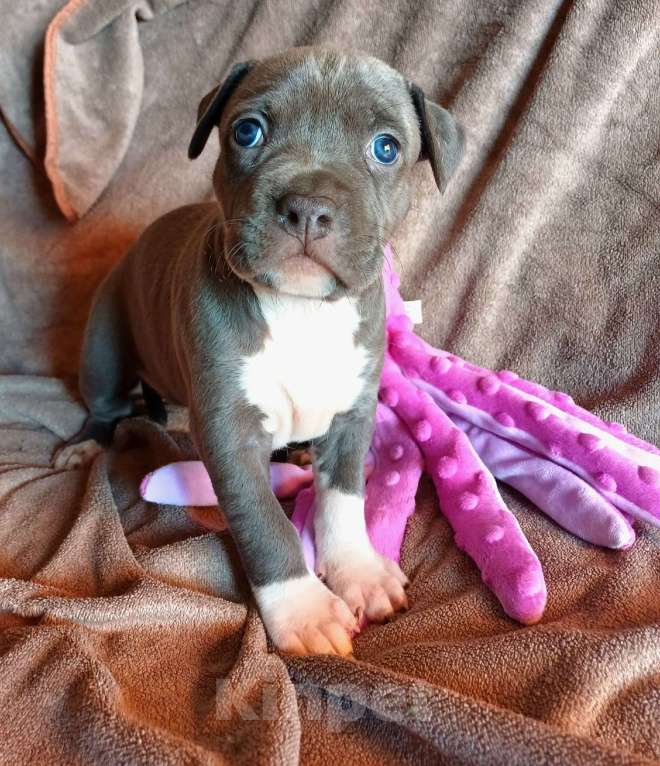 Собаки в Самаре: Мощные щенки амстаффа Девочка, 80 000 руб. - фото 3