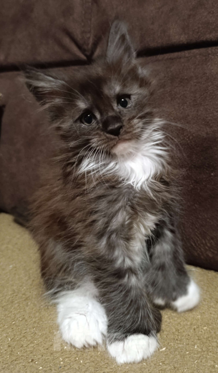 Кошки в Москве: Мальчик полидакт черный дым с белым Мальчик, 70 000 руб. - фото 4