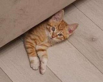 Кошки в Москве: Котенок Лучик ищет дом Мальчик, Бесплатно - фото 1