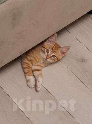 Кошки в Москве: Котенок Лучик ищет дом Мальчик, Бесплатно - фото 1