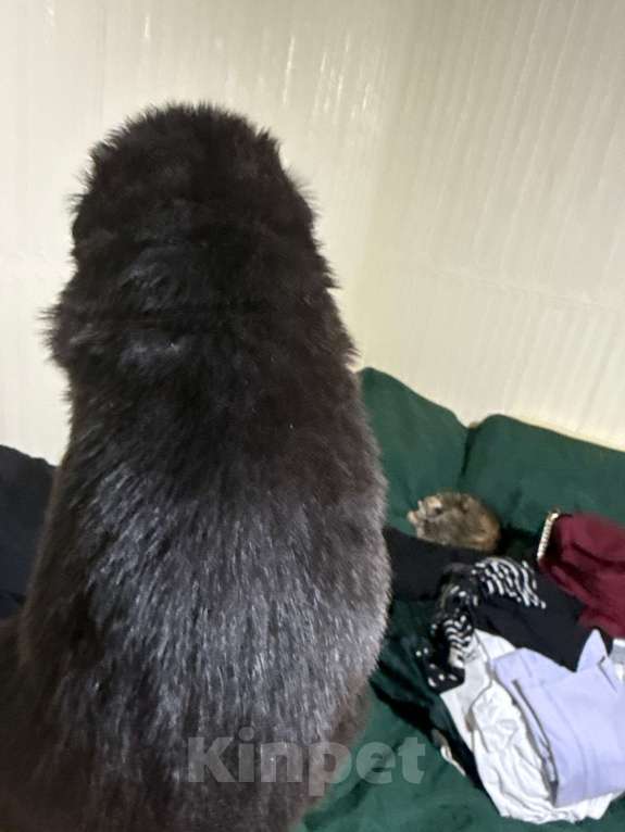 Собаки в других городах Московской области: Дакота Девочка, 100 руб. - фото 5