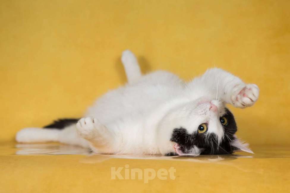 Кошки в Москве: Кошка-плюшка Юла в добрые руки! Девочка, Бесплатно - фото 4