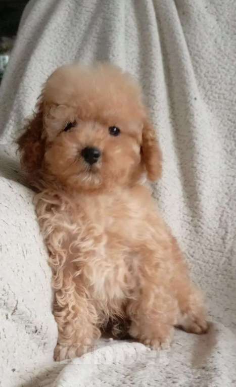 Собаки в Санкт-Петербурге: Той пудель Девочка, 65 000 руб. - фото 8