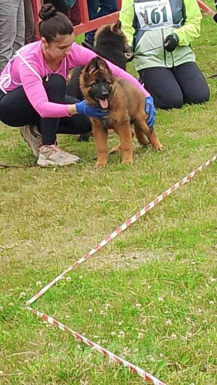 Собаки в других городах Московской области: Щенки немецкой овчарки.  Мальчик, 60 000 руб. - фото 2