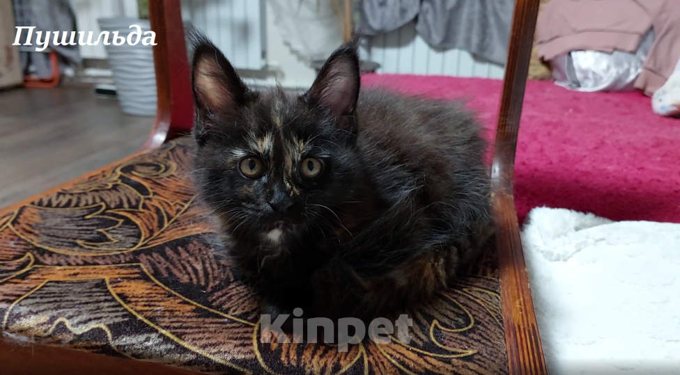 Кошки в Сургуте: Котёнок породы Мейн-кун с метрикой и вет. паспортом Девочка, 15 000 руб. - фото 5