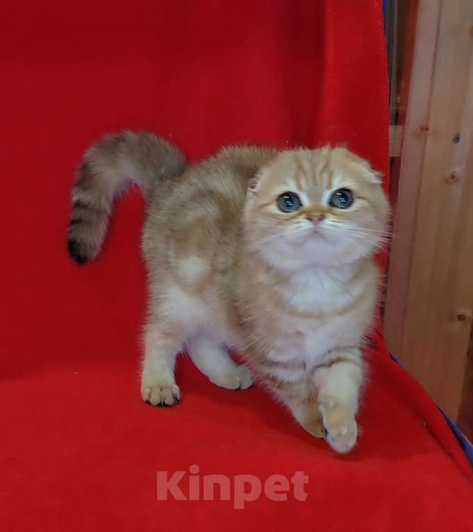 Кошки в Москве: Золотая мраморная вислоухая кошечка Девочка, 20 000 руб. - фото 5