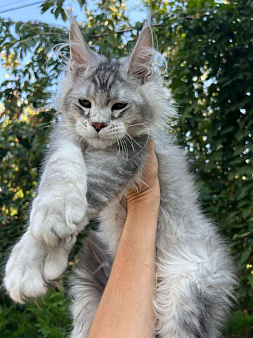 Объявление: Котята мейн-кун, 60 000 руб., Майкоп