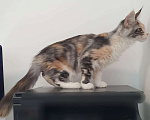 Кошки в Краснодаре: котята Мейн-Кун Девочка, 30 000 руб. - фото 1