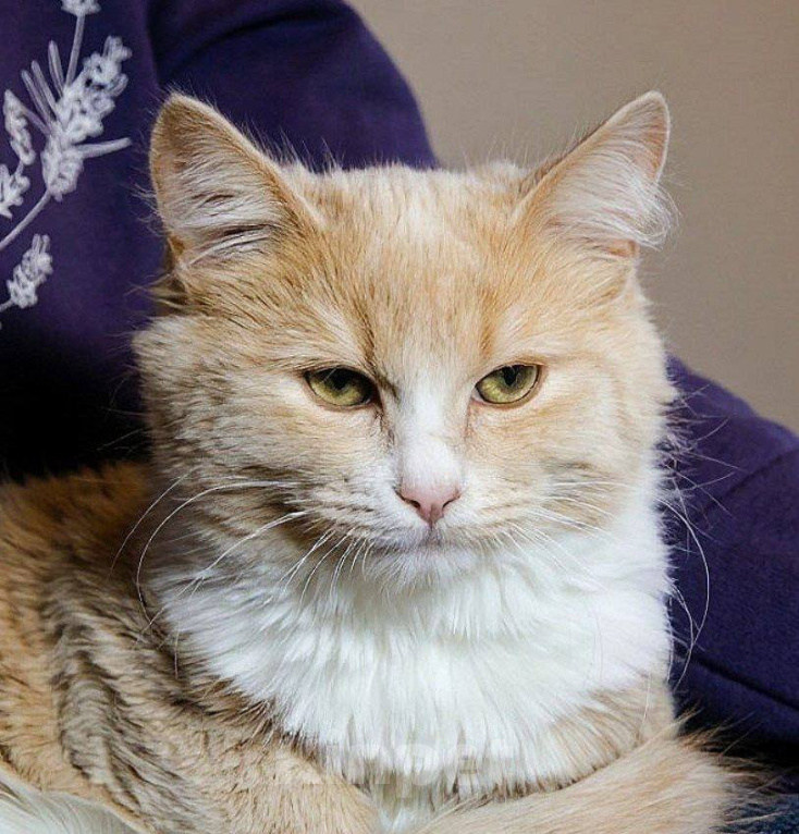 Кошки в Москве: Котенок Лир ищет дом Мальчик, Бесплатно - фото 6