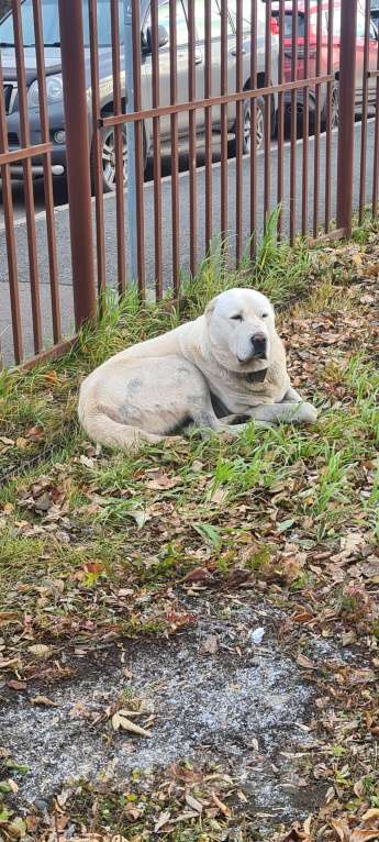 Собаки в Красноярске: Собака ищет хозяина ск, 1 руб. - фото 1