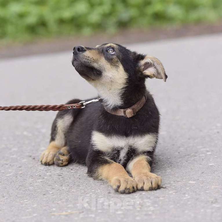 Собаки в Москве: Широкогрудый щенок метис овчарки Микки в добрые руки Мальчик, 1 руб. - фото 4