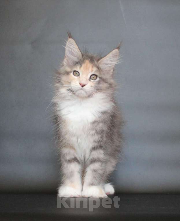 Кошки в Екатеринбурге: Диана Девочка, 50 000 руб. - фото 1