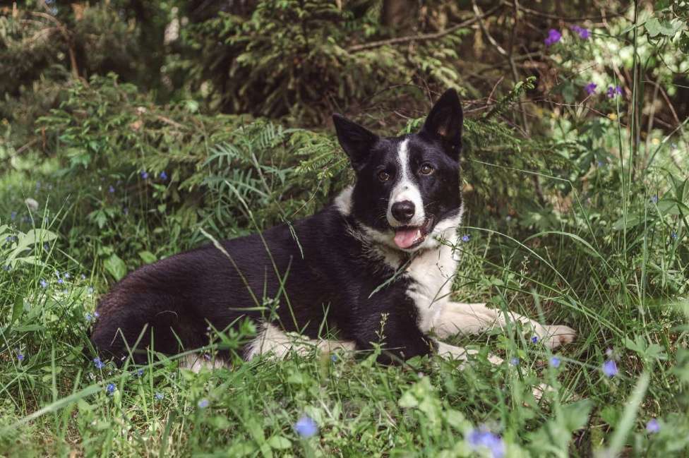 Собаки в Клине: Гелик — классный пёс Мальчик, Бесплатно - фото 5