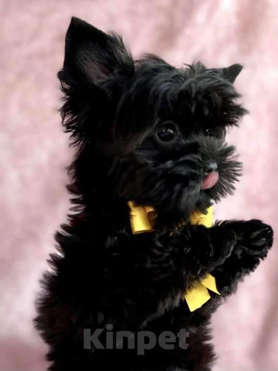 Собаки в Москве: Цветной йорк девочка Девочка, 70 000 руб. - фото 1