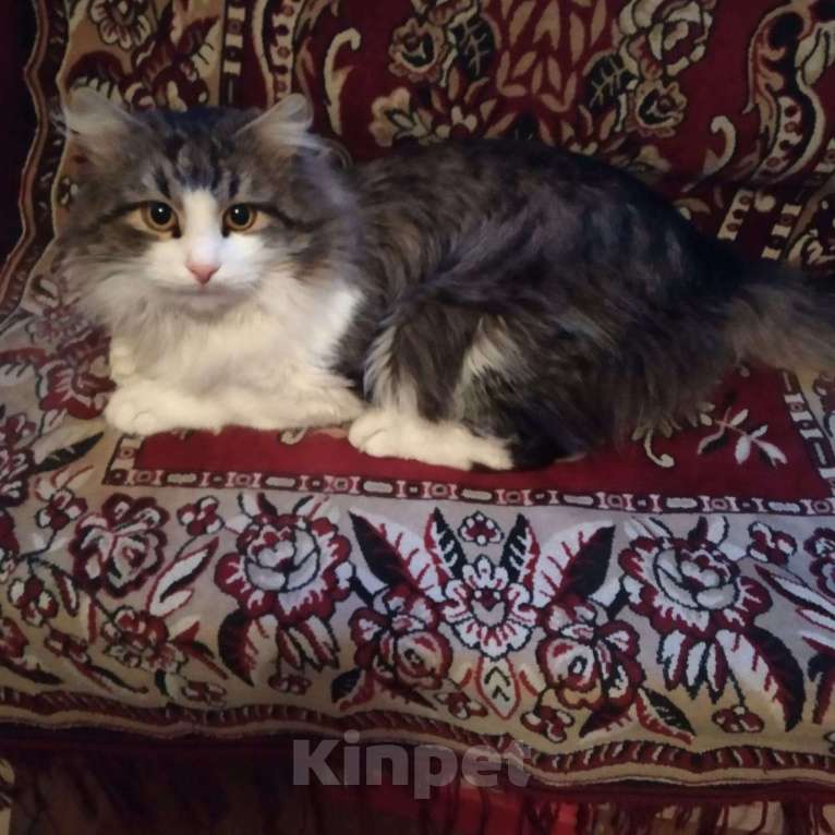 Кошки в Карабаново: Отдам котика в добрые руки Мальчик, Бесплатно - фото 2