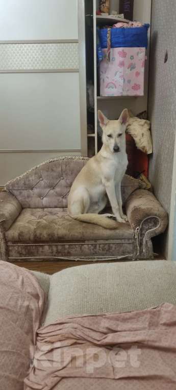 Собаки в Москве: Мама хаски папа немец Мальчик, Бесплатно - фото 8