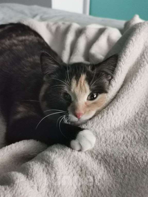 Кошки в Красногорске: Забавный котенок Нюша 5 месяцев ждет родителей  Девочка, Бесплатно - фото 2