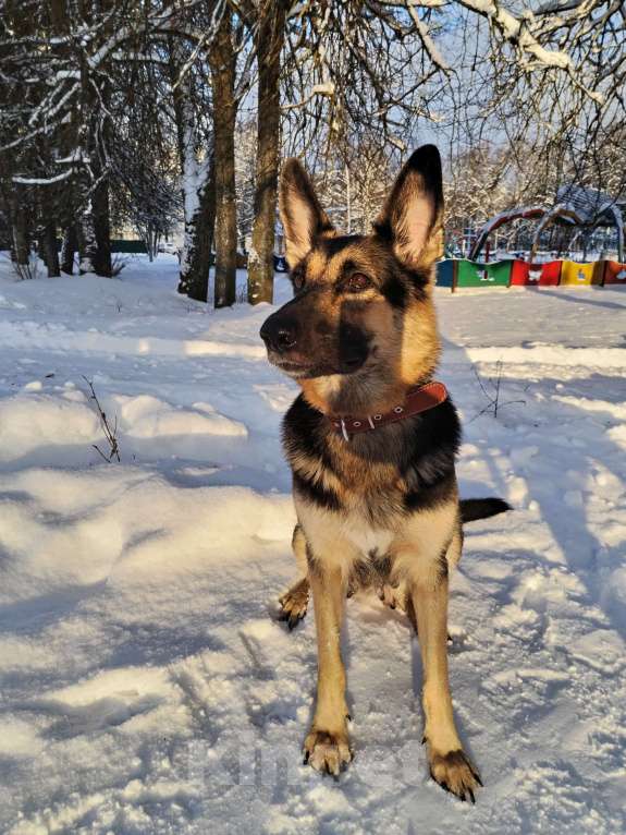 Собаки в других городах Калужской области: Щенок немецкой овчарки мальчик Мальчик, 40 000 руб. - фото 8