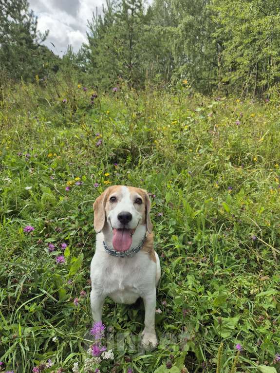 Собаки в Москве: Каспер ищет заботу Мальчик, Бесплатно - фото 1