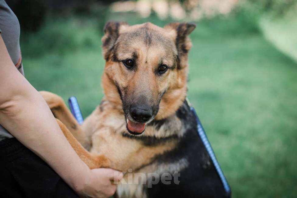Собаки в Москве: Немецкая овчарка в дар, доброжелательная и умная Девочка, Бесплатно - фото 3