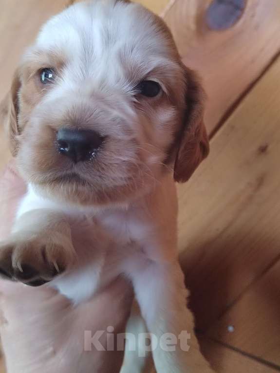 Собаки в Москве: Русский охотничий спаниель Девочка, 35 000 руб. - фото 5