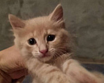Кошки в Астрахани: Котик пристраиваеться в семью Мальчик, Бесплатно - фото 1
