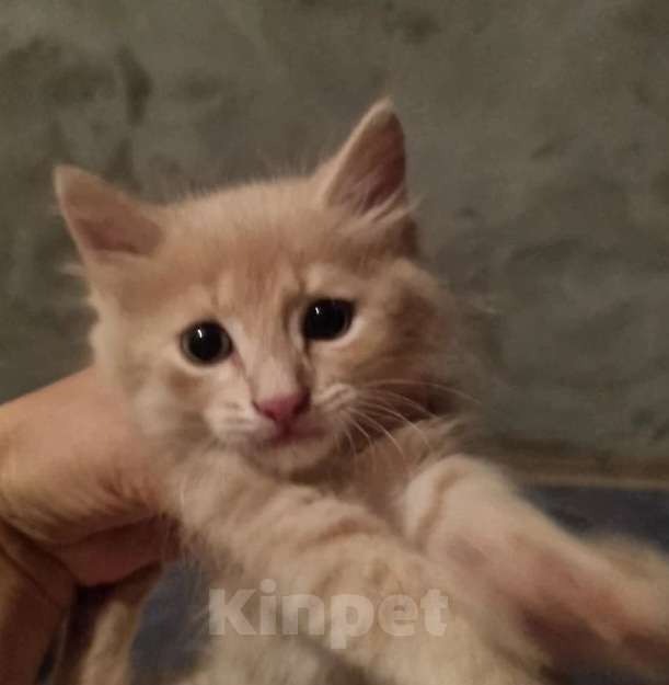 Кошки в Астрахани: Котик пристраиваеться в семью Мальчик, Бесплатно - фото 1