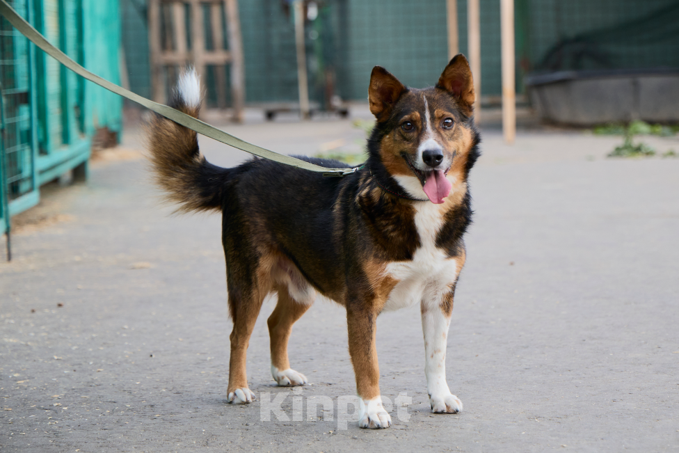 Собаки в Москве: Потеряшка Бориска Мальчик, Бесплатно - фото 3