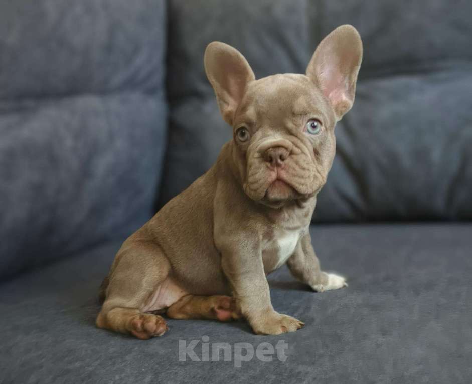 Собаки в Шахте: Редкая жемчужина изабелла | Элитный щенок француза Девочка, 80 000 руб. - фото 3